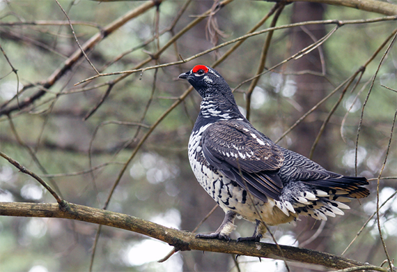 Spruce Grouse by Justinhoffmanoutdoors © Dreamstime.com